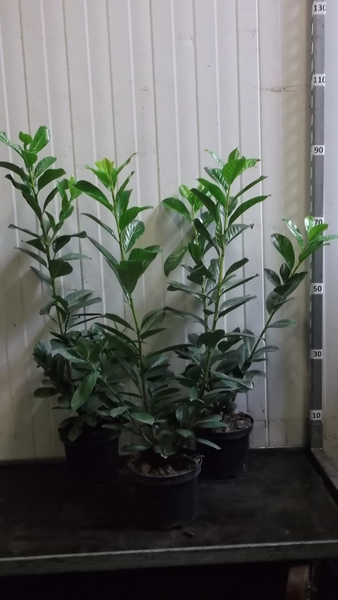 PRUNUS LAUROC. NOVITA