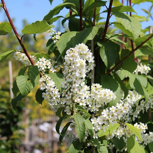PRUNUS PADUS WATERERI
