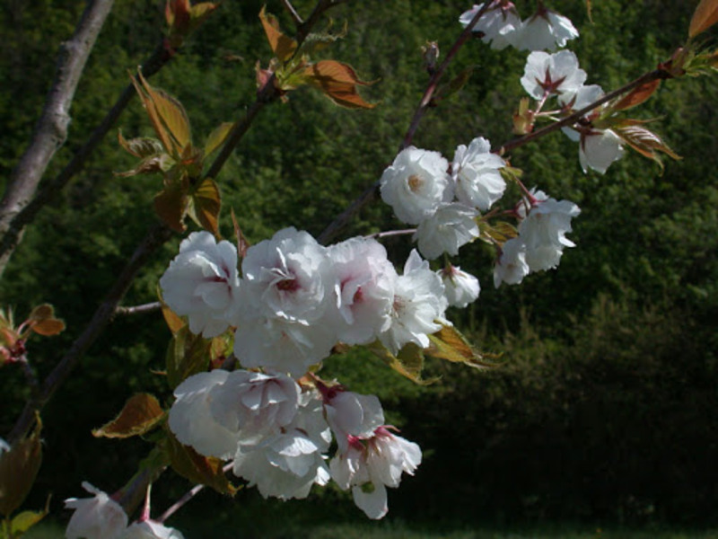 PRUNUS PERSICA ALBAROSEOPLENA