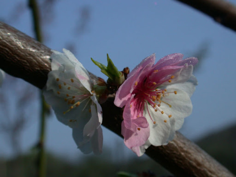 PRUNUS PERSICA LACI