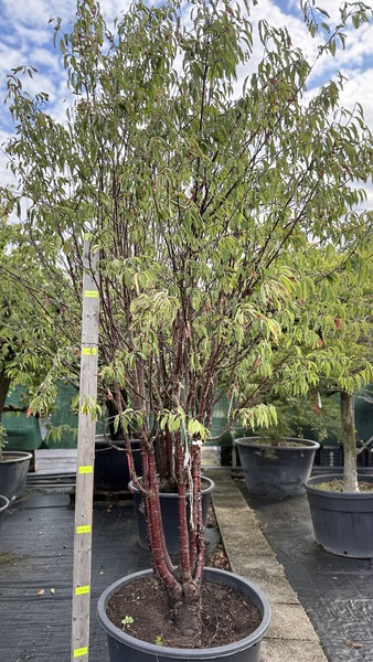PRUNUS SERR. BRANKLYN