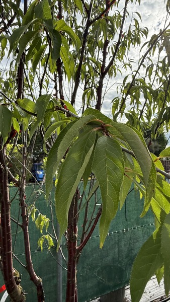 PRUNUS SERR. BRANKLYN