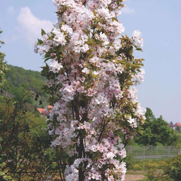 PRUNUS SERR. AMANOGAWA