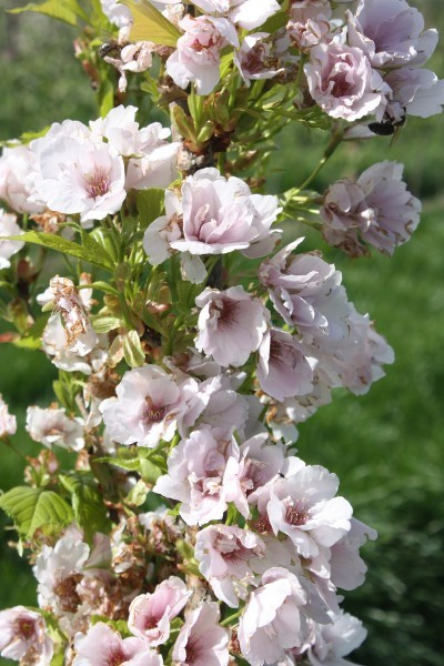 PRUNUS SERR. AMANOGAWA