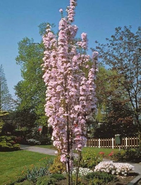 PRUNUS SERR. AMANOGAWA