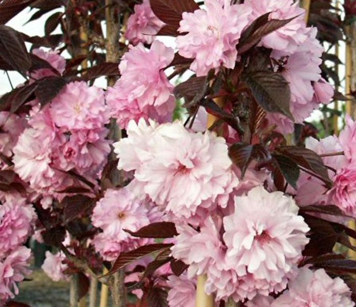 PRUNUS SERR. ROYAL BURGUNDY