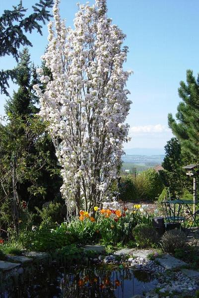 PRUNUS SERR. AMANOGAWA