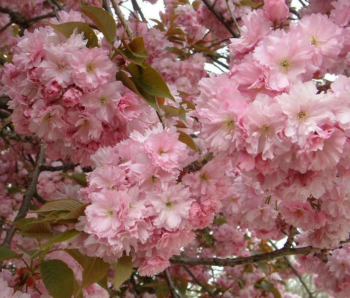 PRUNUS SERR. KANZAN