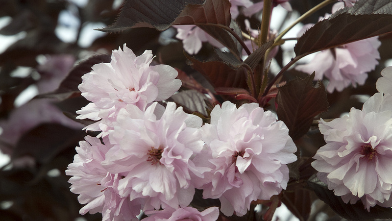 PRUNUS SERR. ROYAL BURGUNDY