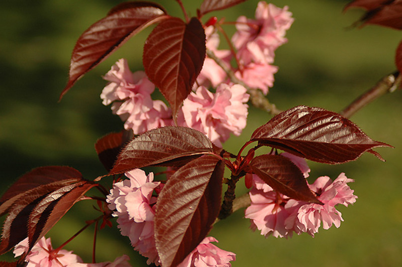 PRUNUS SERR. ROYAL BURGUNDY