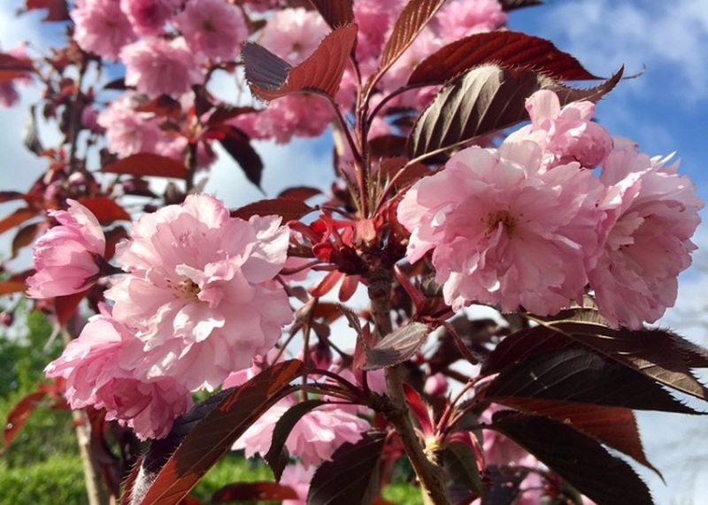 PRUNUS SERR. ROYAL BURGUNDY