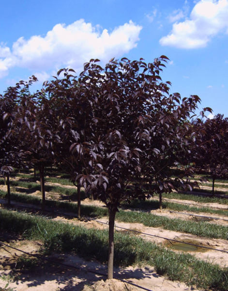 PRUNUS SERR. ROYAL BURGUNDY