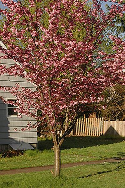 PRUNUS SERR. ROYAL BURGUNDY