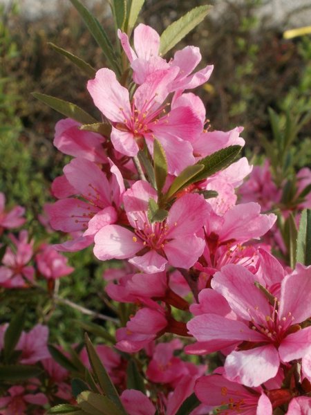 PRUNUS TENELLA FIRE HILL