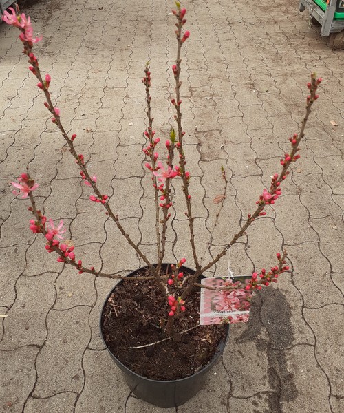 PRUNUS TENELLA FIRE HILL