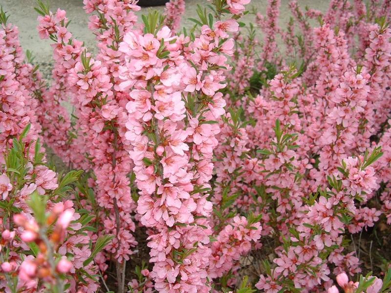 PRUNUS TENELLA FIRE HILL
