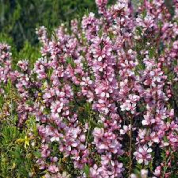 PRUNUS TENELLA KATI