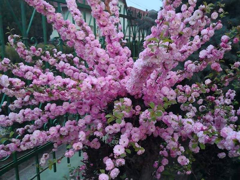 PRUNUS TRILOBA