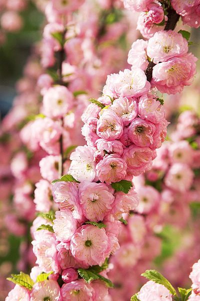 PRUNUS TRILOBA