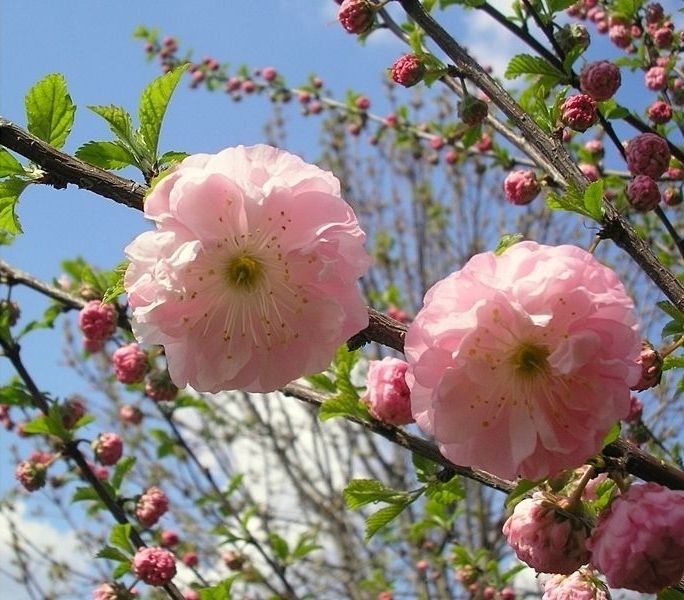 PRUNUS TRILOBA MULTIPLEX