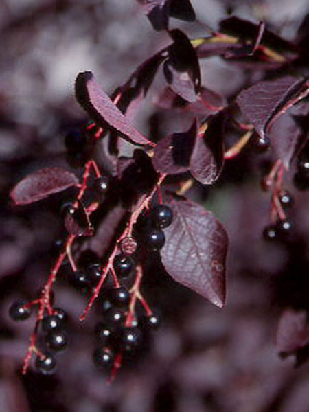 PRUNUS VIRGINIANA CANADA RED