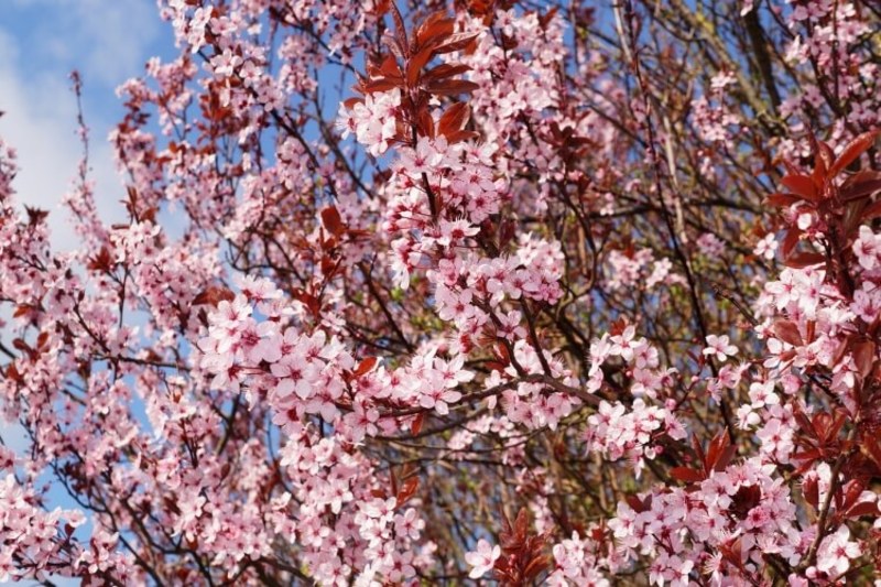 PRUNUS VIRGINIANA CANADA RED