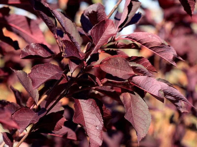 PRUNUS VIRGINIANA CANADA RED