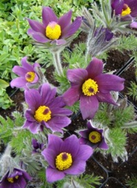 PULSATILLA VUL. PINWHEEL WHITE