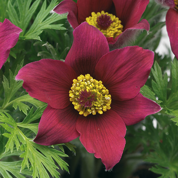 PULSATILLA VULG. PINWHEEL RED