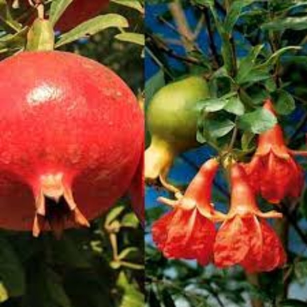 PUNICA GRANATUM