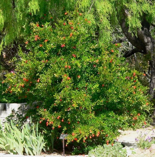 PUNICA GRANATUM TERMŐ