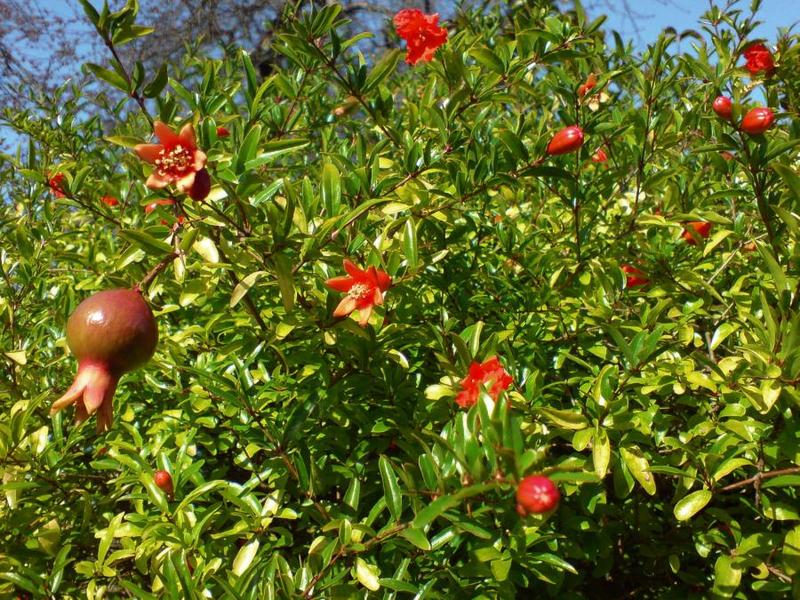 PUNICA GRANATUM TERMŐ