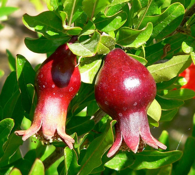 PUNICA GRANATUM TERMŐ