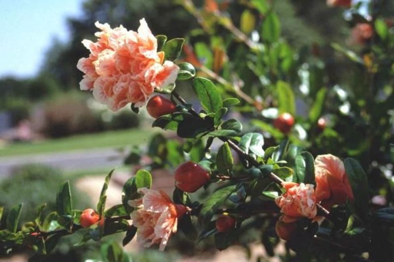 PUNICA GRANATUM LEGRELLIAE