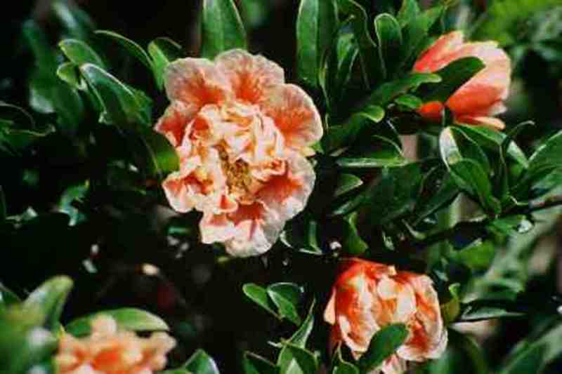 PUNICA GRANATUM LEGRELLIAE