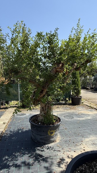 PUNICA GRANATUM