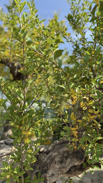 PUNICA GRANATUM