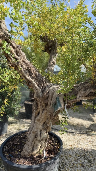 PUNICA GRANATUM