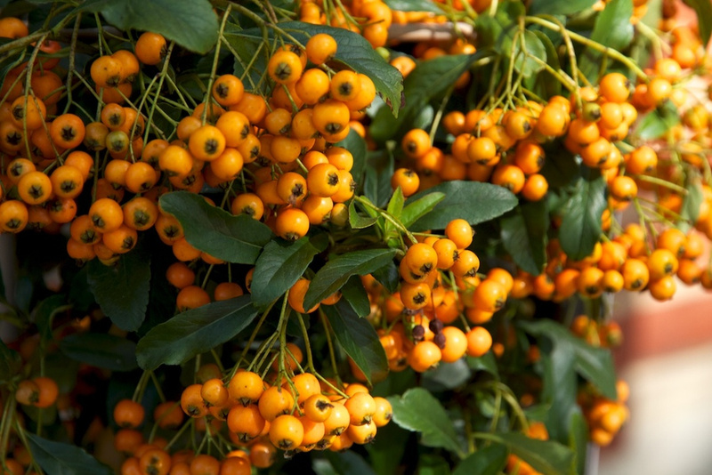 PYRACANTHA H. ORANGE CHARMER