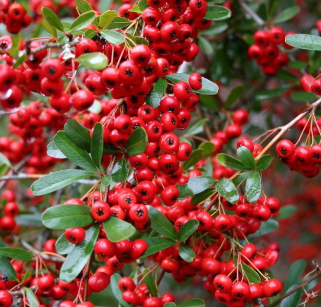 PYRACANTHA H. RED COLUMN