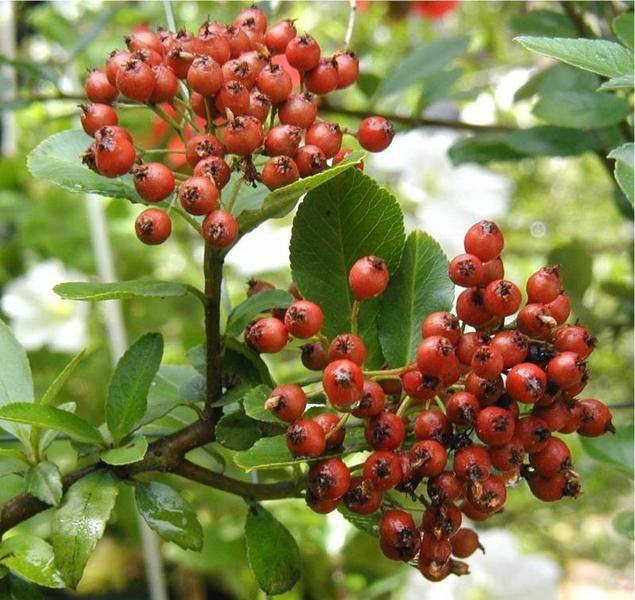PYRACANTHA H. RED CUSHION