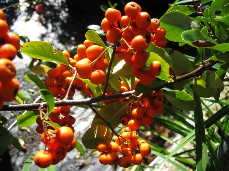 PYRACANTHA H. MOHAVE