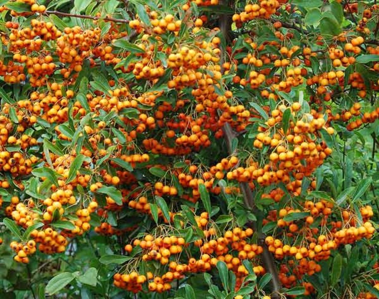 PYRACANTHA H. ORANGE GLOW