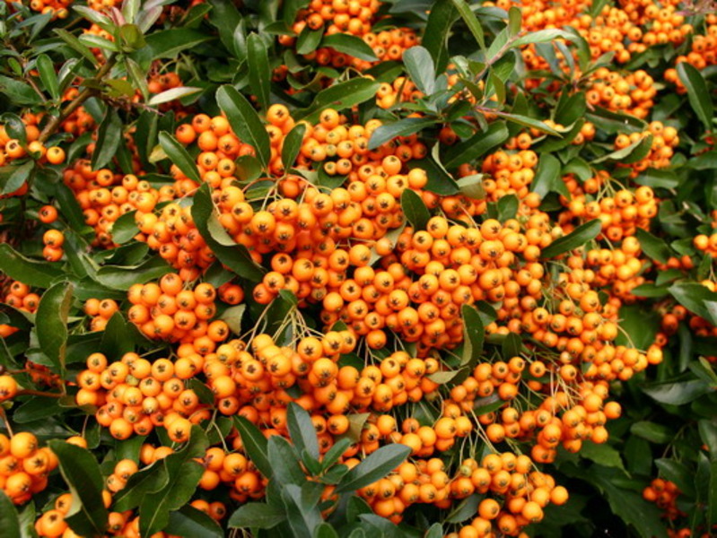 PYRACANTHA H. ORANGE GLOW