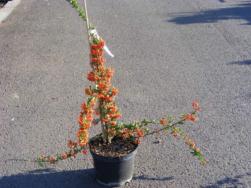PYRACANTHA H. ORANGE GLOW