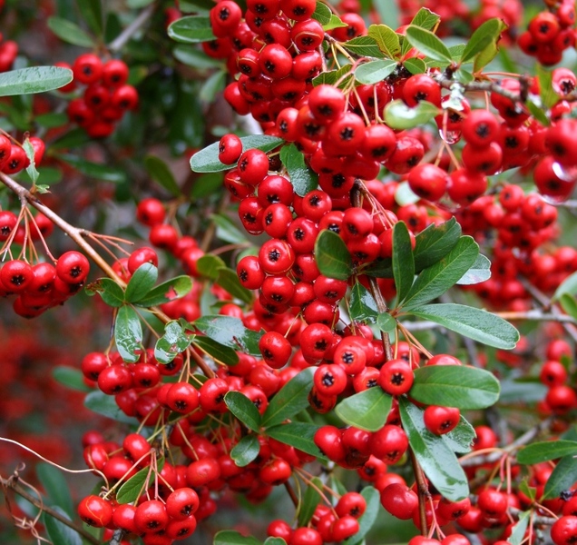 PYRACANTHA H. RED COLUMN