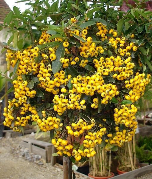 PYRACANTHA H. SOLEIL D'OR