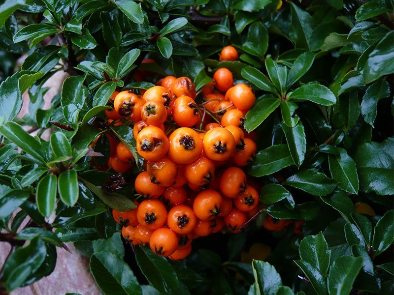 PYRACANTHA H. TETON