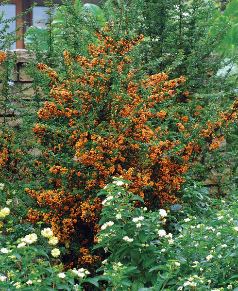 PYRACANTHA H. TETON