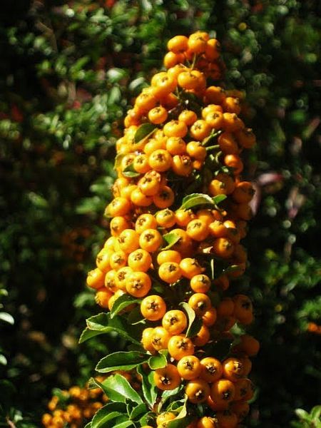 PYRACANTHA H. TETON
